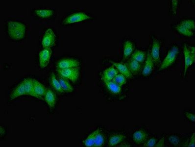 VMO1 Antibody