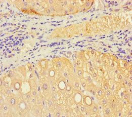 VMO1 Antibody