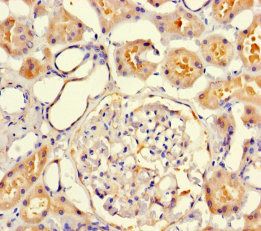 VMO1 Antibody