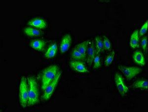 VNN1 Antibody