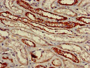 VNN1 Antibody