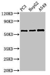 VNN1 Antibody