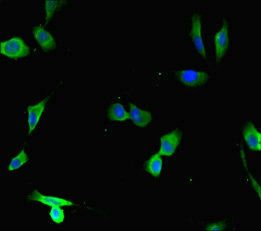DCAF1 Antibody