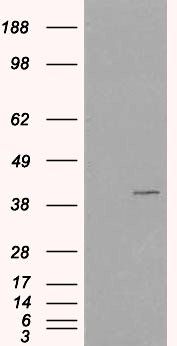 VPS26A Antibody