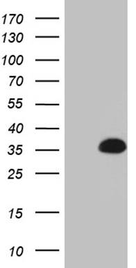 VRK1 Antibody