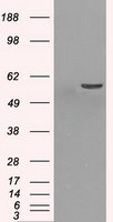 TRPV2 Antibody