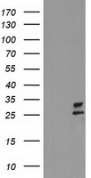VSIG2 Antibody