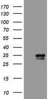 VSIG2 Antibody