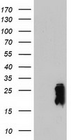 VSIG2 Antibody