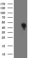 VSIG2 Antibody