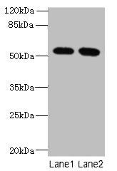 INTS14 Antibody