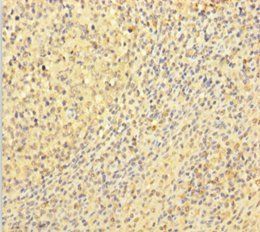VWF Antibody