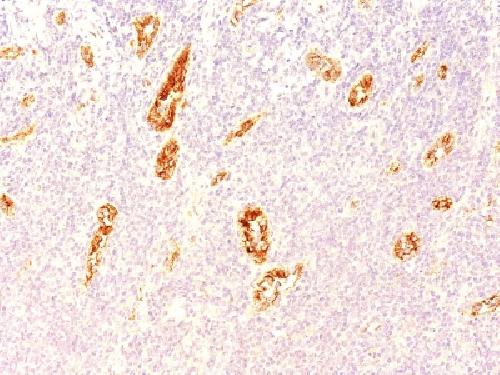 VWF Antibody