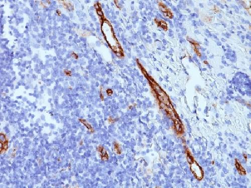 VWF Antibody