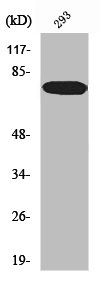 WASF1 Antibody