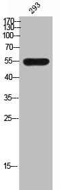 WASF2 Antibody