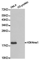 HIST3H3 Antibody
