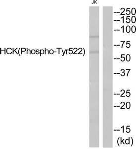 HCK Antibody