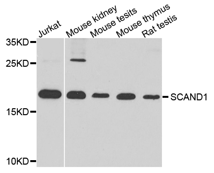 SCAND1 polyclonal antibody