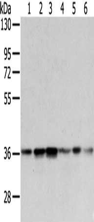 WDR5 Antibody