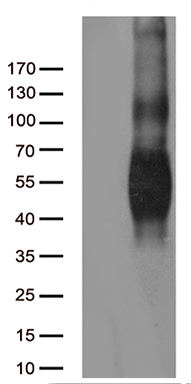 WDR77 Antibody