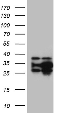 WDR77 Antibody
