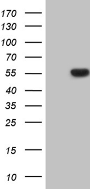 WDR77 Antibody