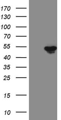 WDR77 Antibody