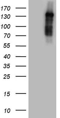 WDR77 Antibody