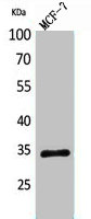 WDR83 Antibody