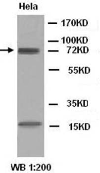 Wee1 Rabbit Polyclonal Antibody