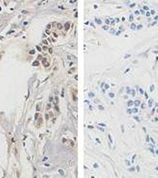 Wee1 Rabbit Polyclonal Antibody