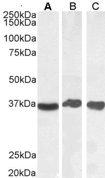 GAPDH (Internal) Antibody