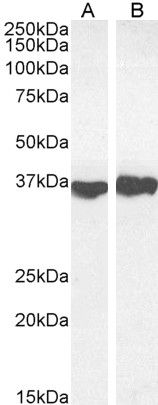 GAPDH (Internal) Antibody
