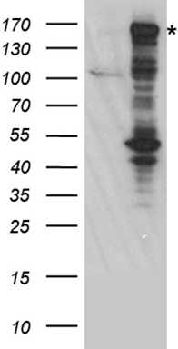WSTF Antibody