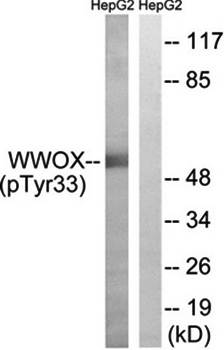 WWOX (Phospho-Tyr33) Antibody