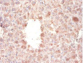 XRCC6 Antibody