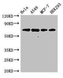 XRCC6 Antibody