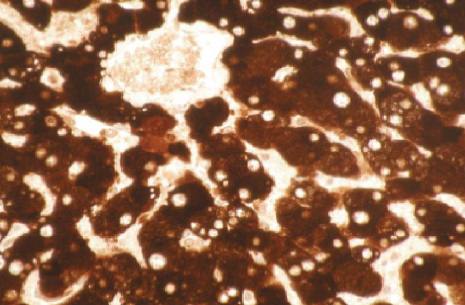 Mouse anti Human Cytochrome P450 1A2 Antibody