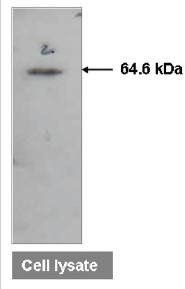 Mouse Human ATIC Antibody