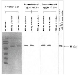 Mouse Human Neuron-Specific Enolase Antibody