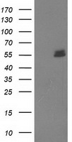 NHEJ1 Antibody