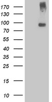 NHEJ1 Antibody