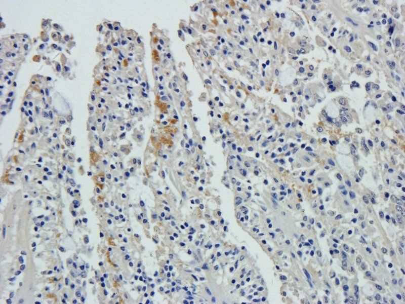 XPNPEP2 Rabbit Polyclonal Antibody