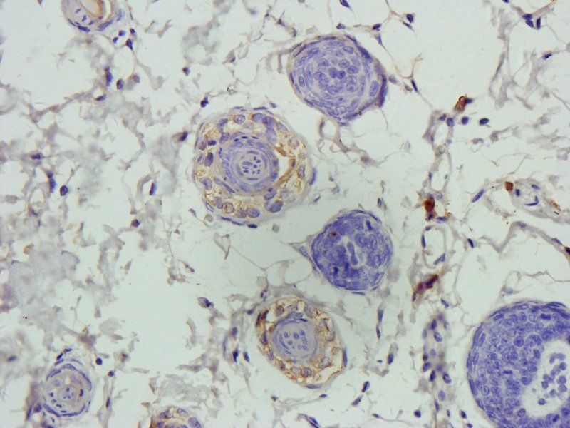 XPNPEP2 Rabbit Polyclonal Antibody