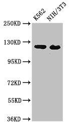 XPO1 Antibody