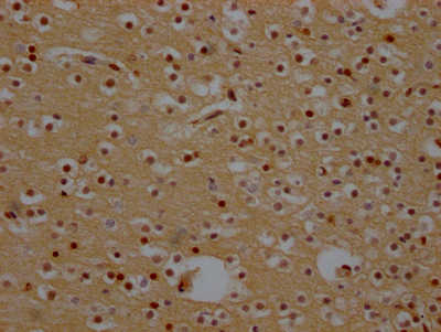 XPO1 Antibody