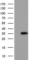 XRCC1 Antibody