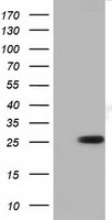 XRCC1 Antibody