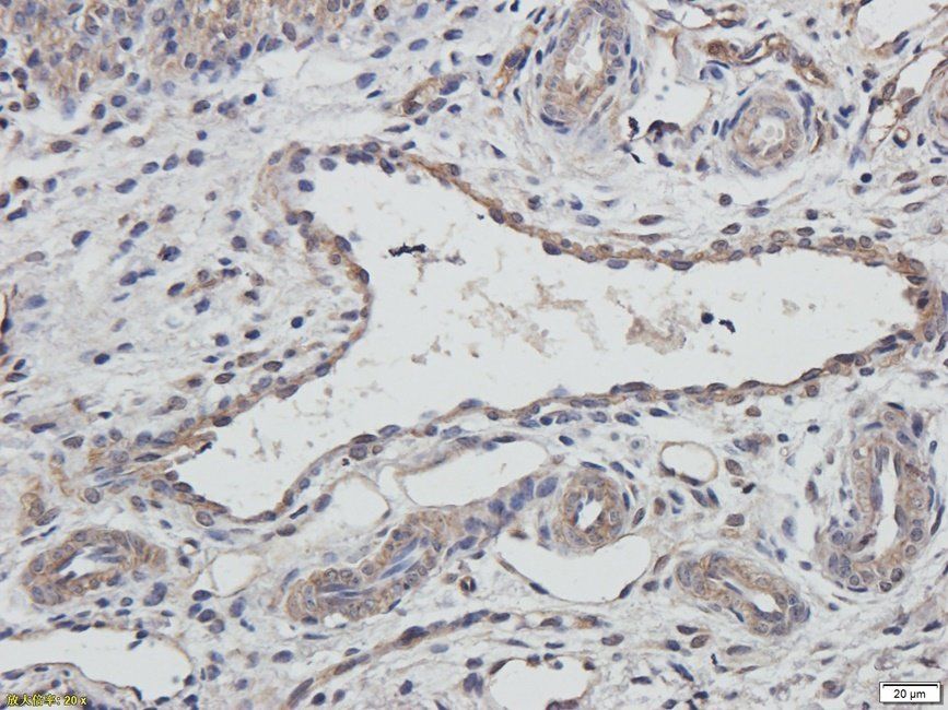 XRCC1 antibody